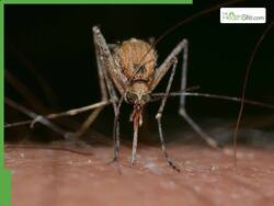 Paediatric Malaria: What Is It And How To Keep Children Safe Amid Rising Risks?