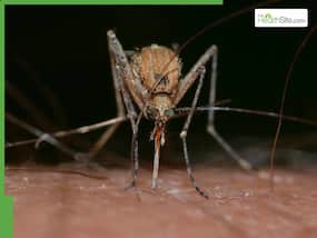 Paediatric Malaria: What Is It And How To Keep Children Safe Amid Rising Risks?