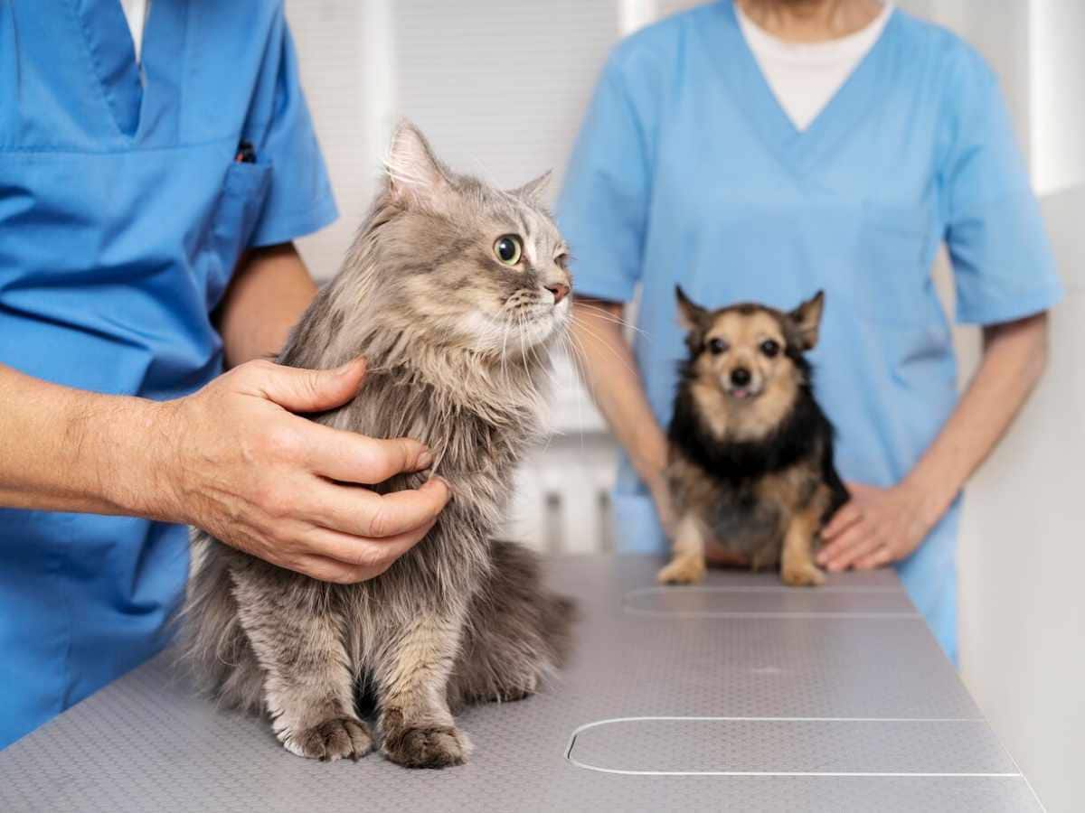 pets health, Taking care of your pets, Preventive Health Checkups, preventive medicine, Pets care, preventive health care for pets, healthier life in pets, vaccination schedule in pets, deworming in pets, nutrition in pets, dental hygiene in pets