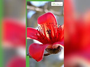 त्वचा और बालों के लिए सेमल फूल के फायदे