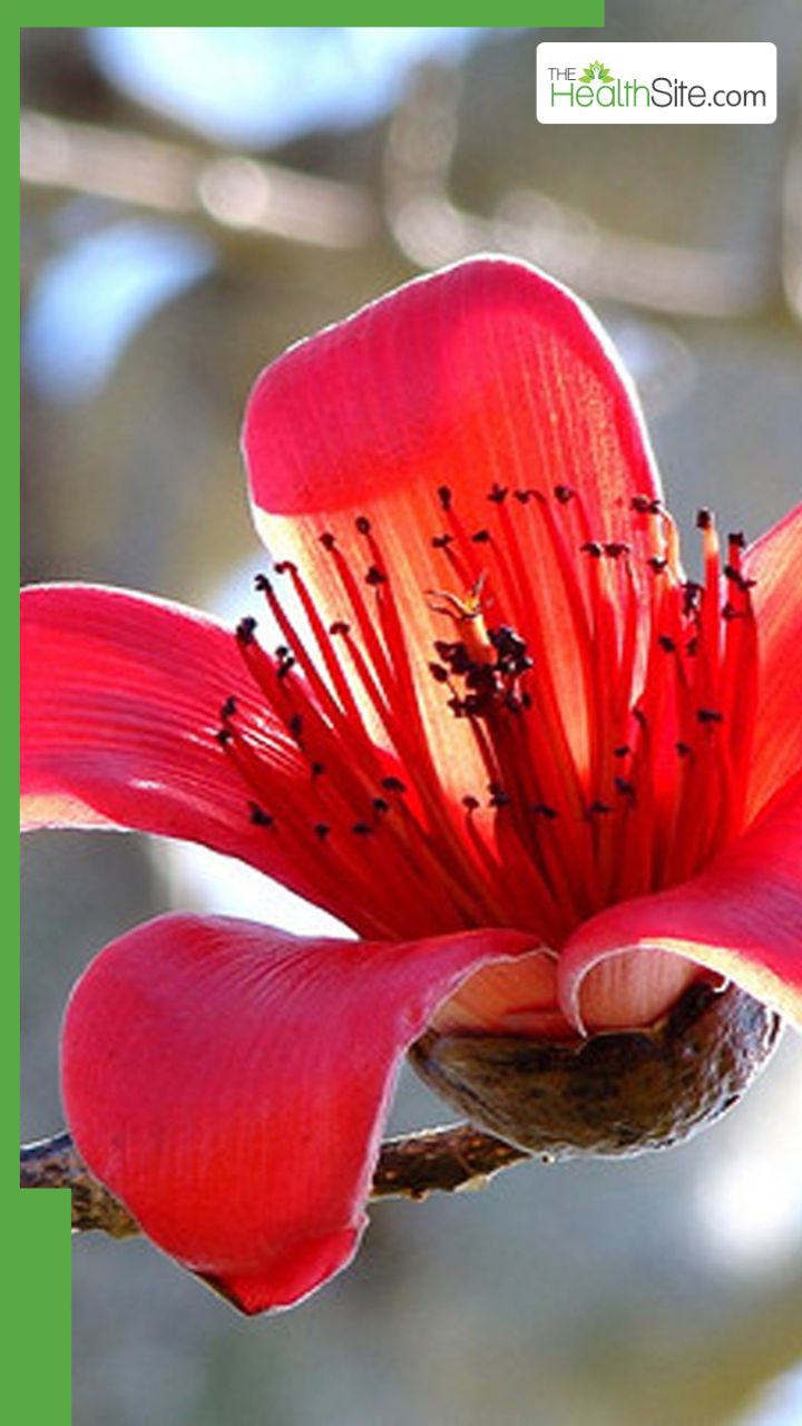 рддреНрд╡рдЪрд╛ рдФрд░ рдмрд╛рд▓реЛрдВ рдХреЗ рд▓рд┐рдП рд╕реЗрдорд▓ рдлреВрд▓ рдХреЗ рдлрд╛рдпрджреЗ