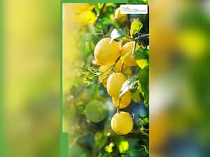 नींबू पानी से पेट की चर्बी कैसे कम करें?