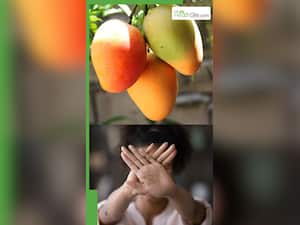 फलों के राजा आम को करते हैं पसंद हैं तो रहें सावधान