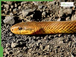 Lunch Horror: More Than 100 Kids Fall Ill In Bihar After Eating Food Contaminated By Dead Snake