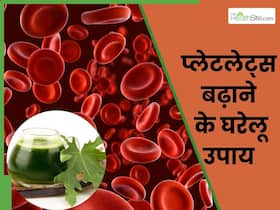 डेंगू में तेजी से घटने लगते हैं प्लेटलेट्स, जानें प्लेटलेट्स बढ़ाने के 5 घरेलू उपाय