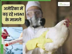 अमेरिका में तेजी से फैला रहा H5N1 वायरस, 70 नए मामले दर्ज, जानें इस बीमारी के लक्षण