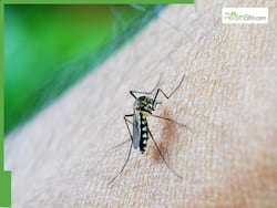 The Dangers Of Dengue: How Is The Dengue Virus Able To Trick The Body's Immune System?