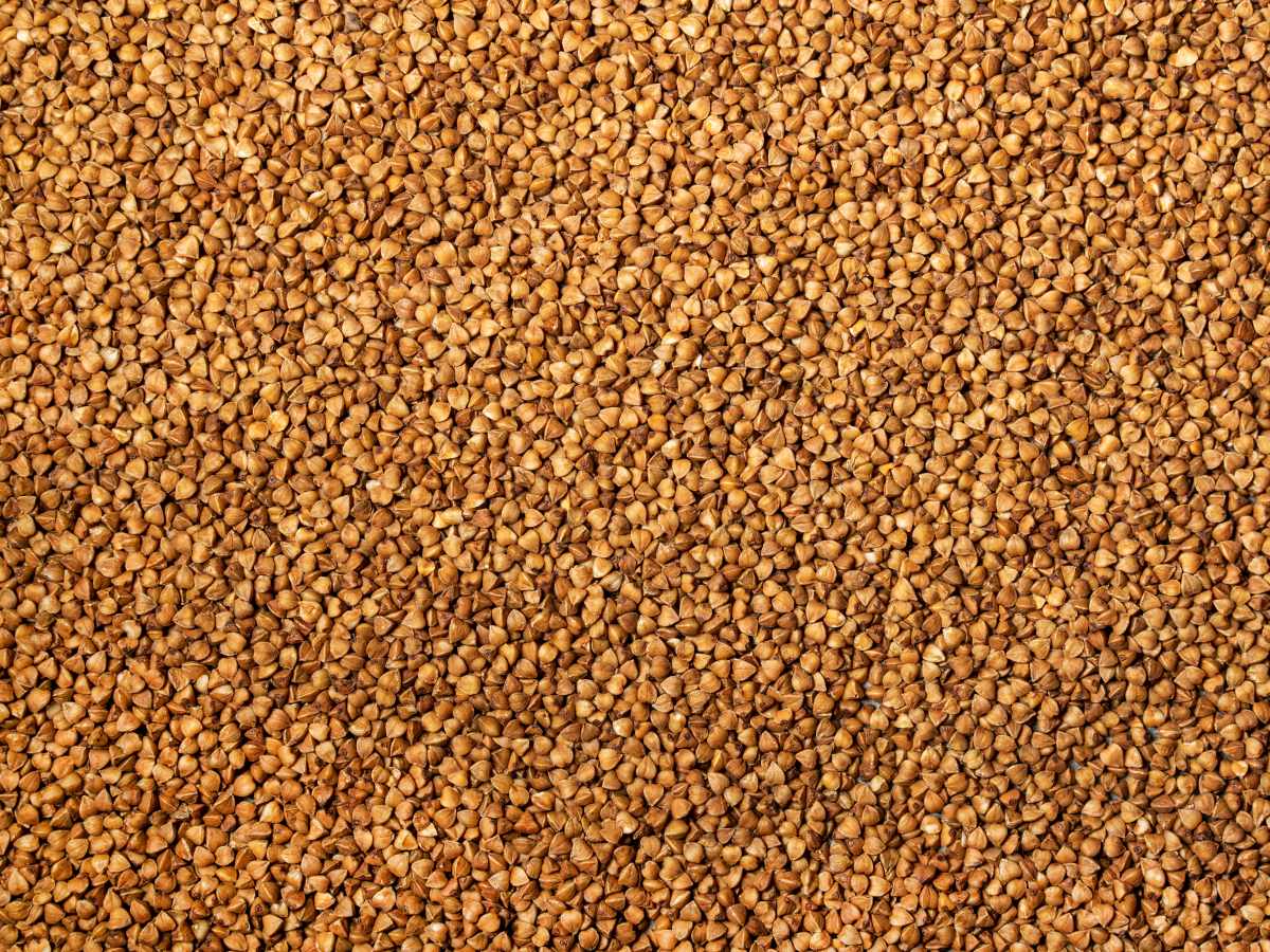 Fenugreek seeds