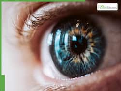 Improve Your Vision By Adding These 6 Green Foods To Your Diet