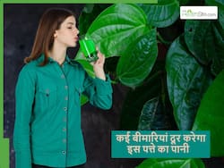 गर्मियों के पान के पत्ते का पानी पीने से मिलेंगे कई एक साथ 4 जबरदस्त फायदे, बस जान लें पीने का सही समय