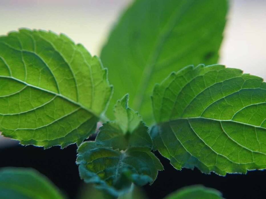 5 Herbs To Add To Your Meals That Will Help You Calm Down Naturally