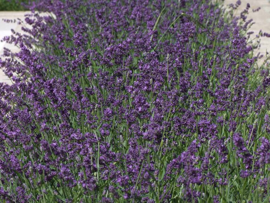 5 Herbs To Add To Your Meals That Will Help You Calm Down Naturally