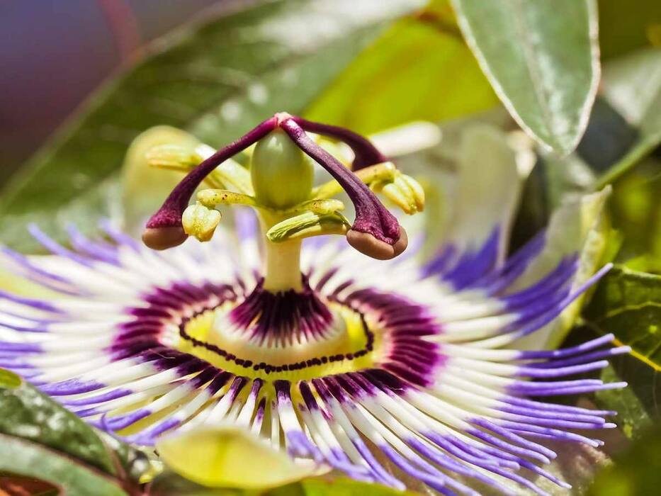 5 Herbs To Add To Your Meals That Will Help You Calm Down Naturally
