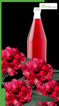 गर्मी में बुरांश का जूस पीने के फायदे