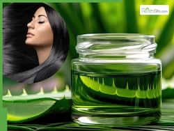 हर हफ्ते बालों में एलोवेरा लगाने से क्या होता है? ये 5 फायदे जानकर भूल जाएंगे शैम्पू-कंडीशनर