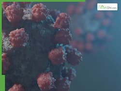 Covid 19 And Hepatitis In India: Research Makes Clear distinctions between the Overlapping Symptoms Of The Two Viruses