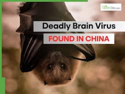 Deadly Brain Virus With 75% Fatality Risk Found In China Bats Amidst Ongoing COVID Surge: Are Humans At Risk?