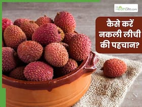 कहीं आप भी तो नहीं खा रहे हैं नकली लीची? इन तरीकों से कर सकते हैं असली और केमिकल वाली लीची की पहचान कहीं आप भी तो नहीं खा रहे हैं नकली लीची? इन तरीकों से कर सकते हैं असली और केमिकल वाली लीची की पहचान