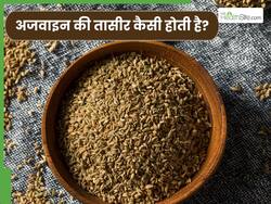 अजवाइन की तासीर क्या होती है? जानें किसे खाना चाहिए और किसे नहीं?