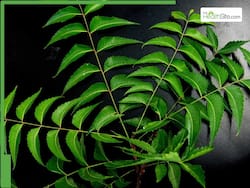 5 Healthy Reasons You Must Consume Neem Leaves Daily In Moderation