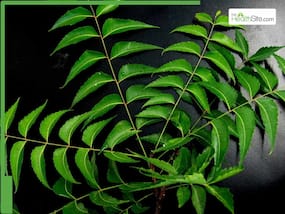 5 Healthy Reasons You Must Consume Neem Leaves Daily In Moderation