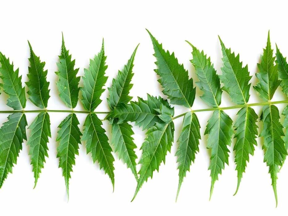 5 Healthy Reasons You Must Consume Neem Leaves Daily In Moderation