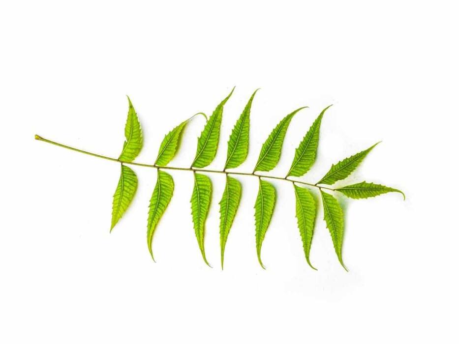 5 Healthy Reasons You Must Consume Neem Leaves Daily In Moderation