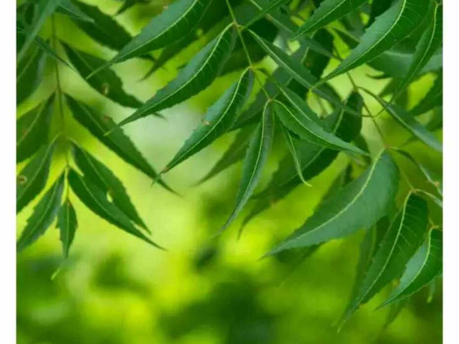 5 Healthy Reasons You Must Consume Neem Leaves Daily In Moderation