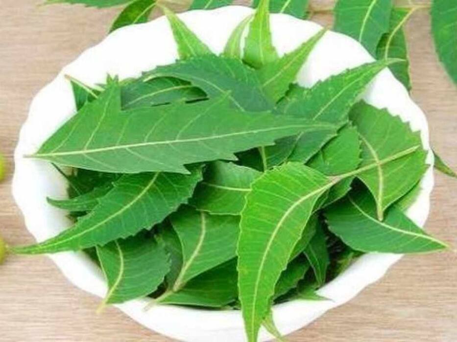 5 Healthy Reasons You Must Consume Neem Leaves Daily In Moderation