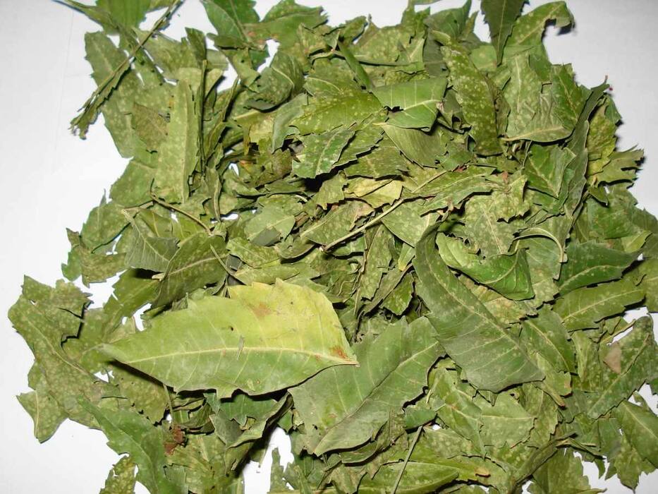 5 Healthy Reasons You Must Consume Neem Leaves Daily In Moderation