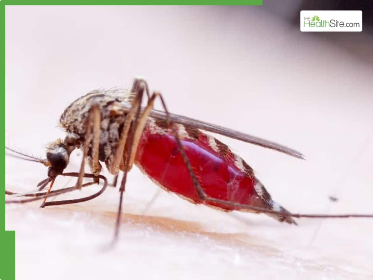 What Is West Nile Virus? A Dengue Like Fever Sparks Fear Among Locals In Georgia | TheHealthSite.com