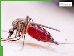 What Is West Nile Virus? A Dengue Like Fever Sparks Fear Among Locals In Georgia