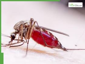 What Is West Nile Virus? A Dengue Like Fever Sparks Fear Among Locals In Georgia