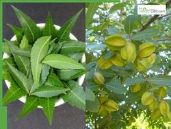 5 Ayurvedic Leaves To Help Lower Cholesterol Levels Naturally