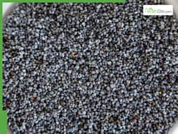 Consuming Too Many Chia Seeds Can Backfire: 5 Side Effects Of This Superfood You Should Know