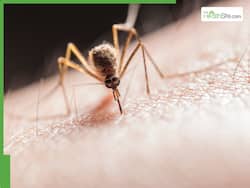 Dengue Outbreak In Vietnam: Cases Surge In The National Capital Hanoi