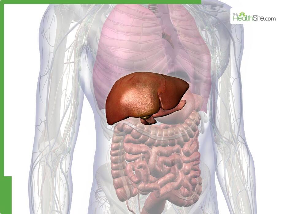 Fatty Liver Diet: 5 Monsoon Superfoods To Flush Out Excess Fat From The Liver