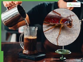 Cockroaches in Coffee? Pre-Ground Coffee May Contain Cockroach Parts And There s No Way to Remove Them Cockroaches in Coffee? Pre-Ground Coffee May Contain Cockroach Parts And There s No Way to Remove Them