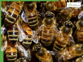 Unusual Bee Attack For 30-Minutes Leaves Dozen Injured In France Town