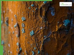 Is Your Home Making You Sick? The Real Dangers Of Indoor Mould To Human Health