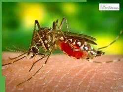 Monsoon Threat In India: 5 Health Conditions That Monsoon In India Can Trigger