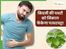 किडनी की पथरी को चूर-चूर कर बाहर निकाल फेंकेगा ये 1 हरा पत्ता, जानें इस्तेमाल करने का तरीका