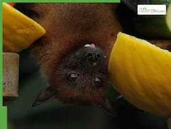 What Is Australian Bat Lyssavirus? Extremely Rare Bat-Borne Virus Kills One Australian Man
