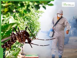 WHO Issues First-Ever Clinical Guidelines For Dengue, Zika, Chikungunya, And Yellow Fever Amid Sudden Spike In Cases