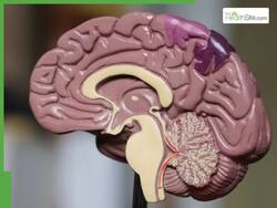 World Brain Day 2025: 12 Harvard Approved Ways To Keep Your Brain Young