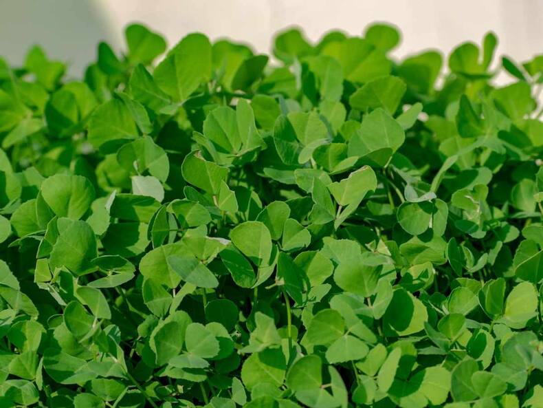 5 Bitter Foods To Add To Your Diet For A Healthy Heart, Gut, And Skin