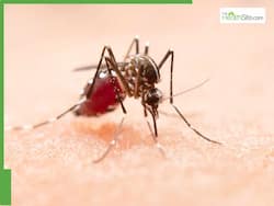 5 Monsoon Illnesses From Which You Must Protect Yourself