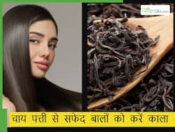 चाय पत्ती से सफेद बाल काले कैसे करें? बस इस 1 चीज के साथ मिक्स करें चाय पत्ती, बालों के लिए बन जाएगी नेचुरल हेयर डाय