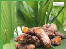 5 Medicinal Benefits of Chewing Turmeric Leaves (Haldi Patta) Every Morning On Empty Stomach