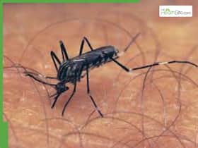 From Dengue to Zika: 5 Most Aggressive Mosquitoes Behind Deadly Diseases